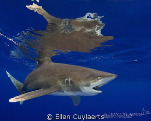 Hard to digest!

Visiting the Oceanic Whitetips in the ... by Ellen Cuylaerts 